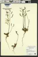 Chylismia scapoidea var. utahensis image