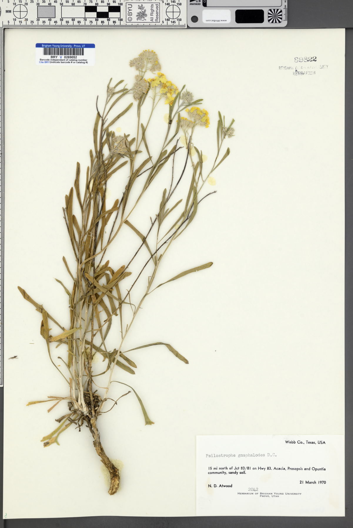 Psilostrophe gnaphalioides image