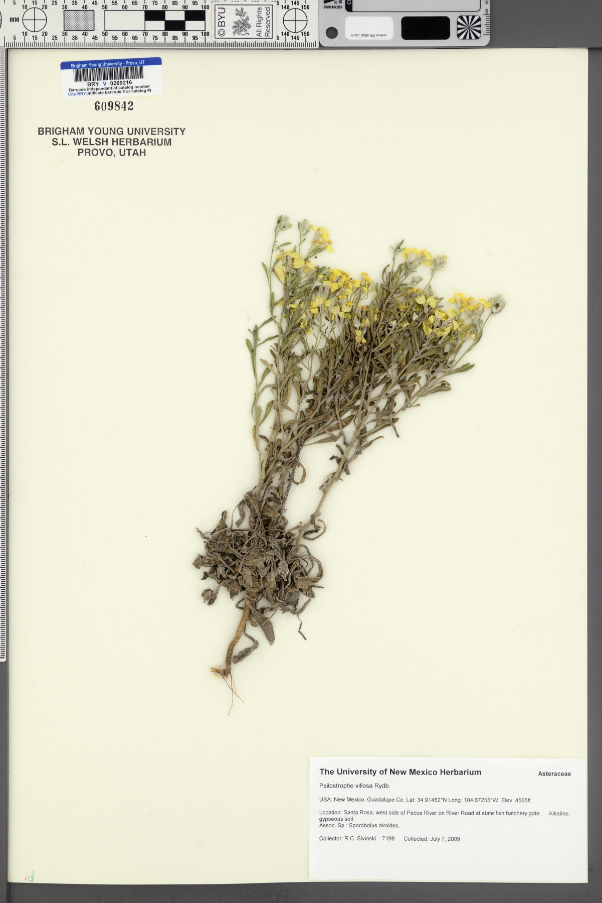 Psilostrophe villosa image