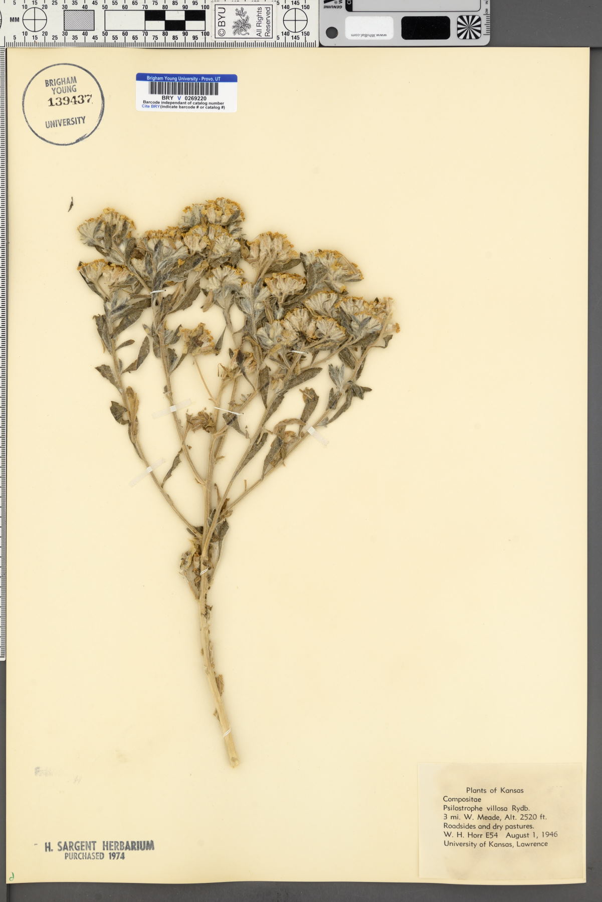 Psilostrophe villosa image