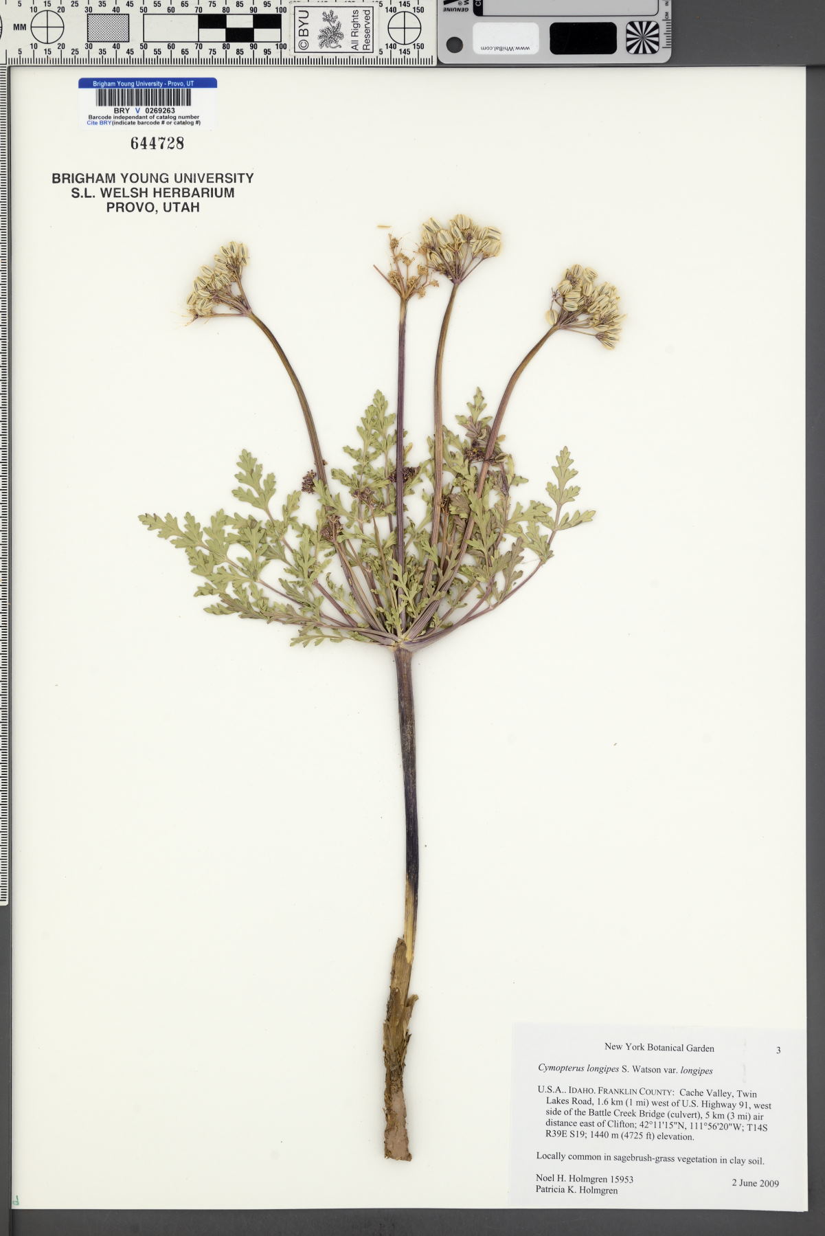 Cymopterus longipes var. longipes image