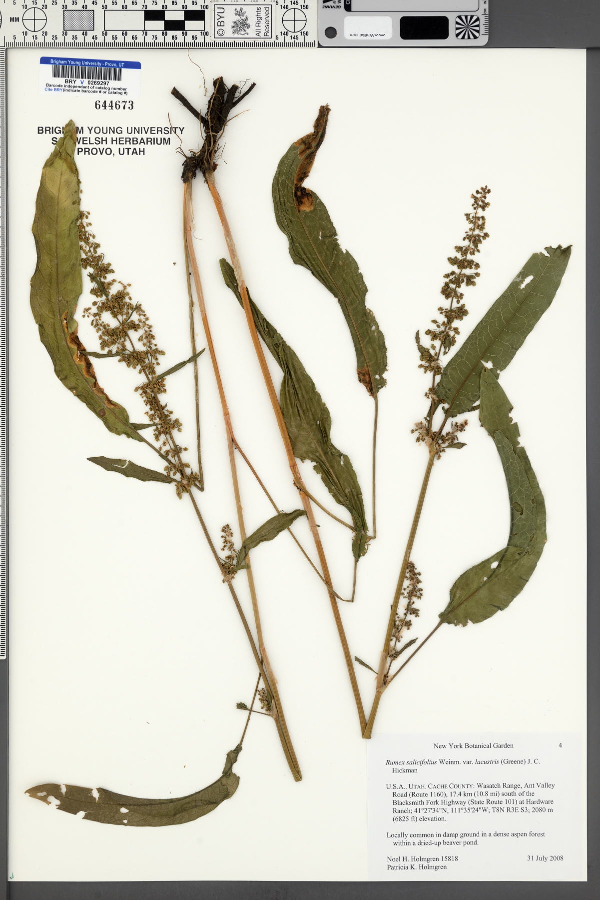 Rumex salicifolius var. lacustris image