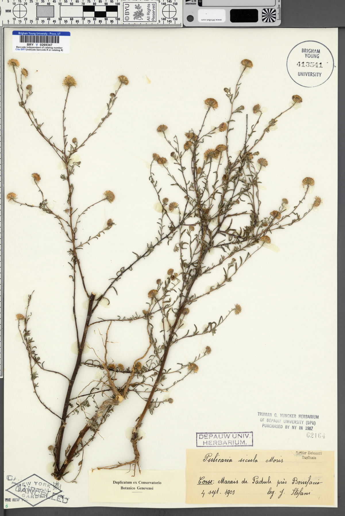 Pulicaria sicula image