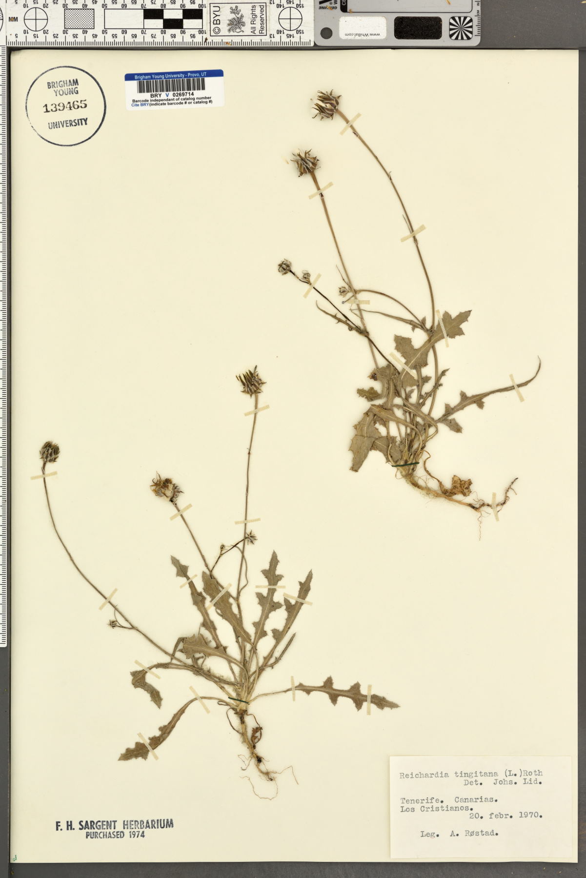 Reichardia tingitana image