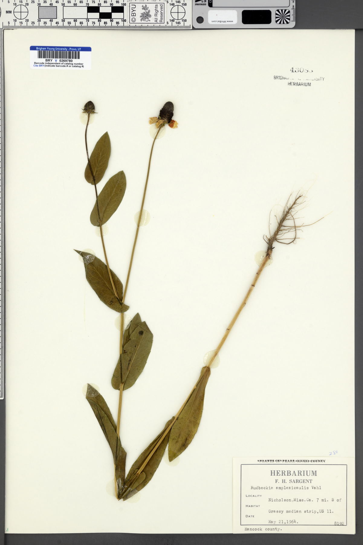 Rudbeckia amplexicaulis image