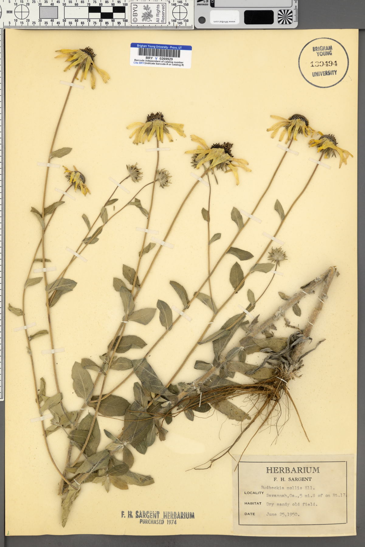 Rudbeckia mollis image