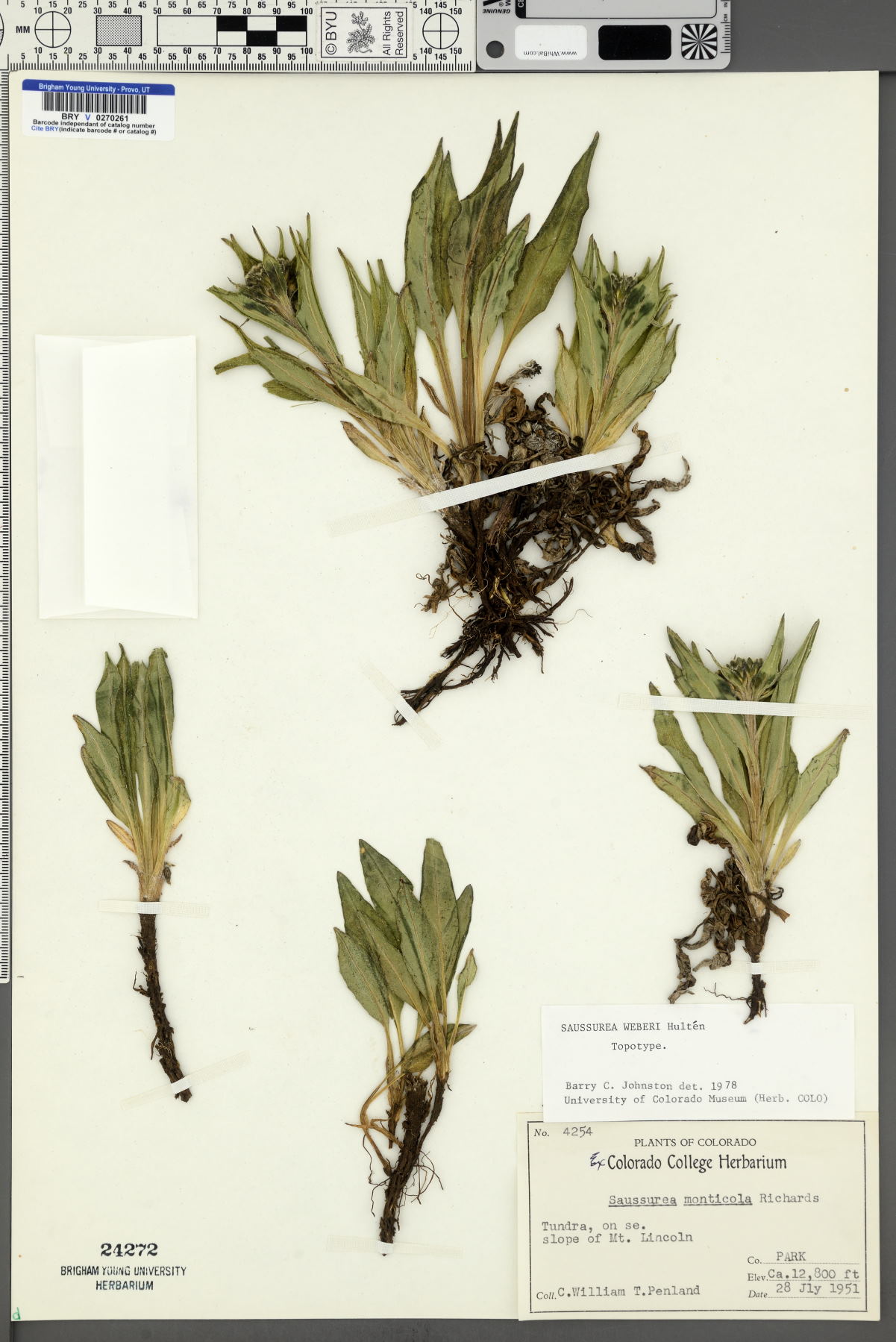 Saussurea weberi image