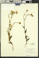 Senecio californicus image