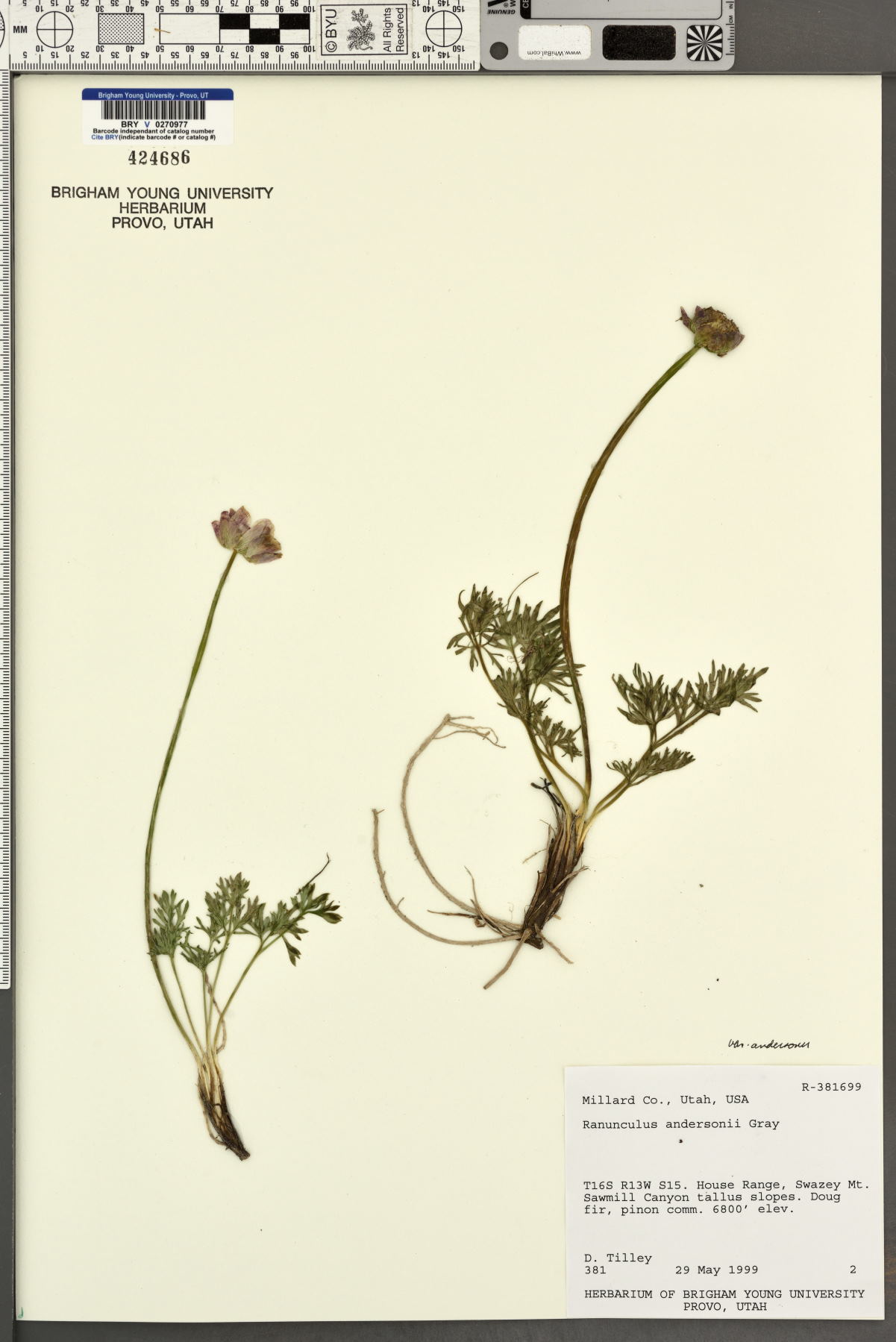 Ranunculus andersonii var. andersonii image