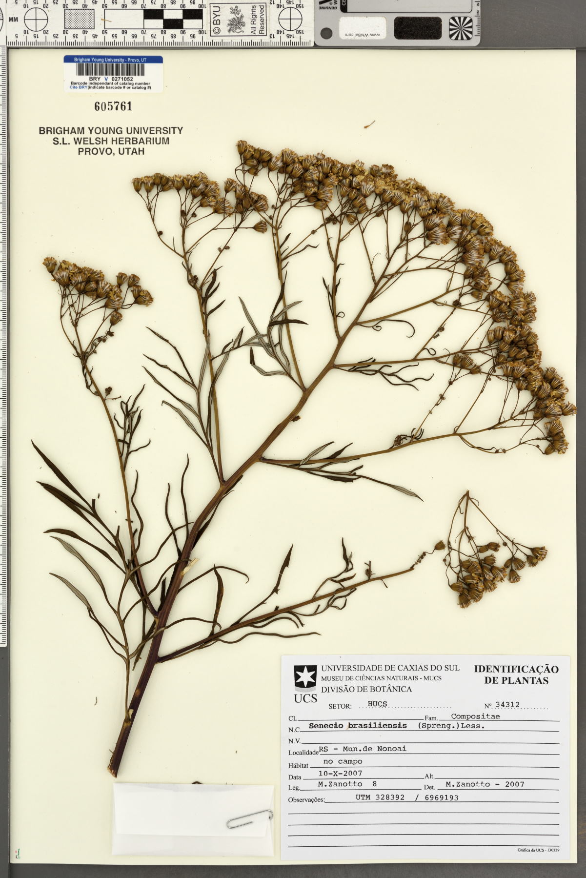 Senecio brasiliensis image