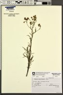 Senecio brasiliensis image