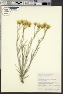 Senecio flaccidus image