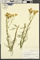 Senecio flaccidus var. monoensis image