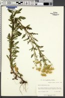 Senecio eremophilus image