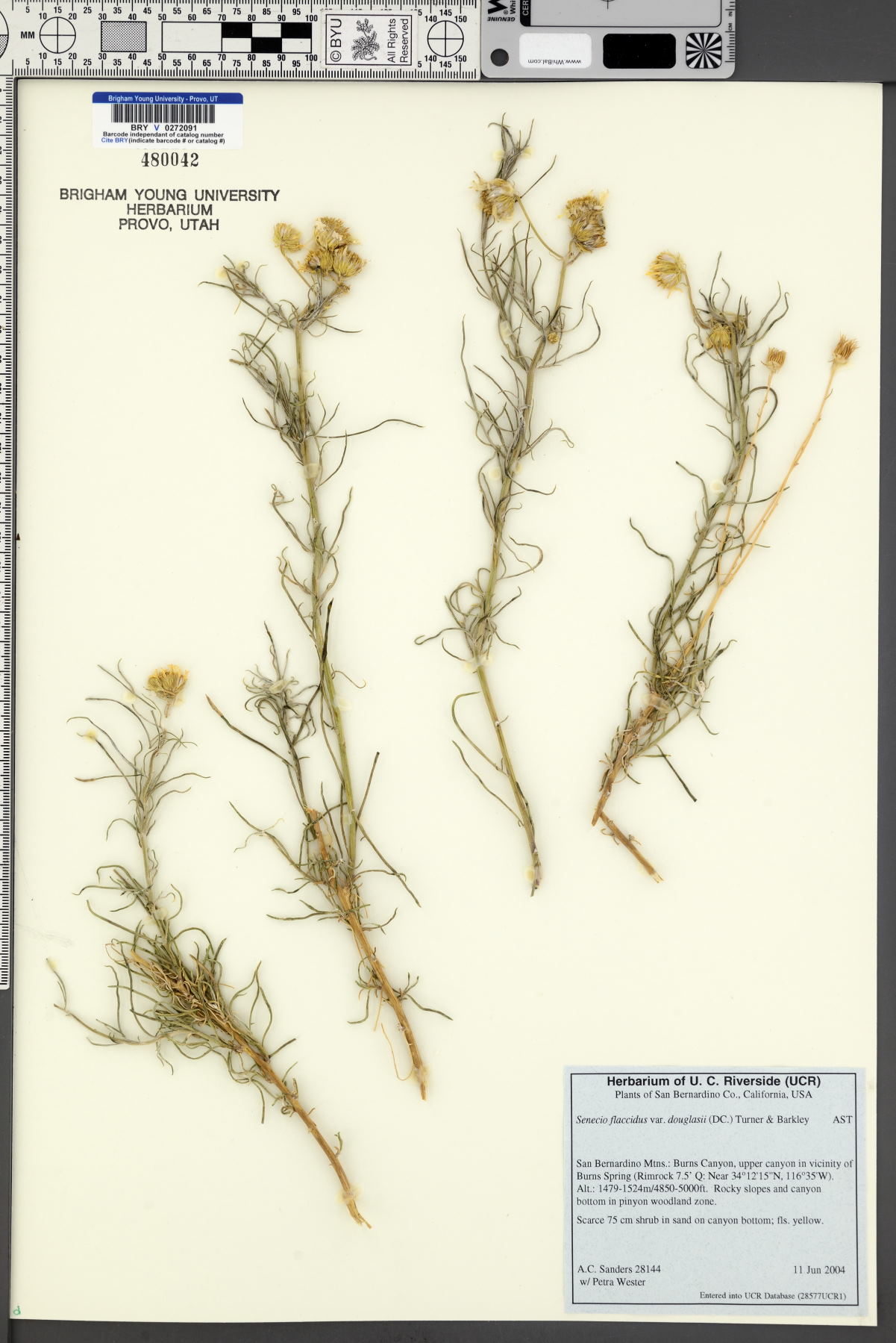 Senecio flaccidus var. douglasii image