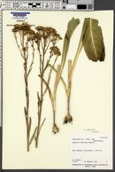 Senecio hydrophilus image