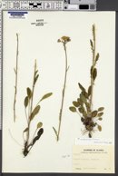 Senecio indecorus image