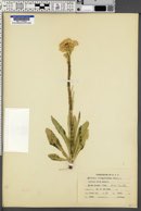 Senecio integerrimus image