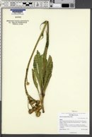 Senecio integerrimus image