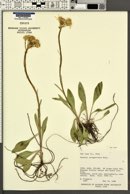 Senecio integerrimus image