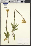 Senecio integerrimus image