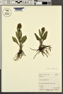 Senecio integerrimus image