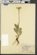 Senecio integerrimus image