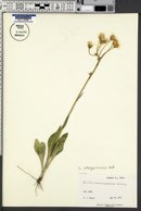 Senecio integerrimus image