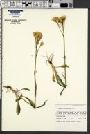 Senecio integerrimus image