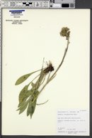 Senecio integerrimus image