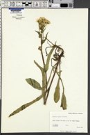 Senecio lugens image