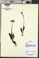 Senecio lugens image