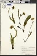 Senecio lugens image