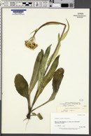 Senecio lugens image