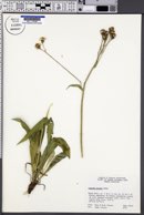 Senecio lugens image