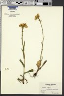 Senecio lugens image