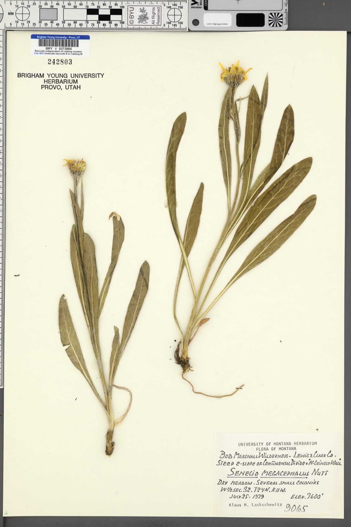 Senecio megacephalus image