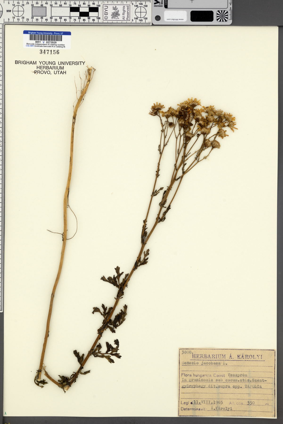 Senecio jacobaea image