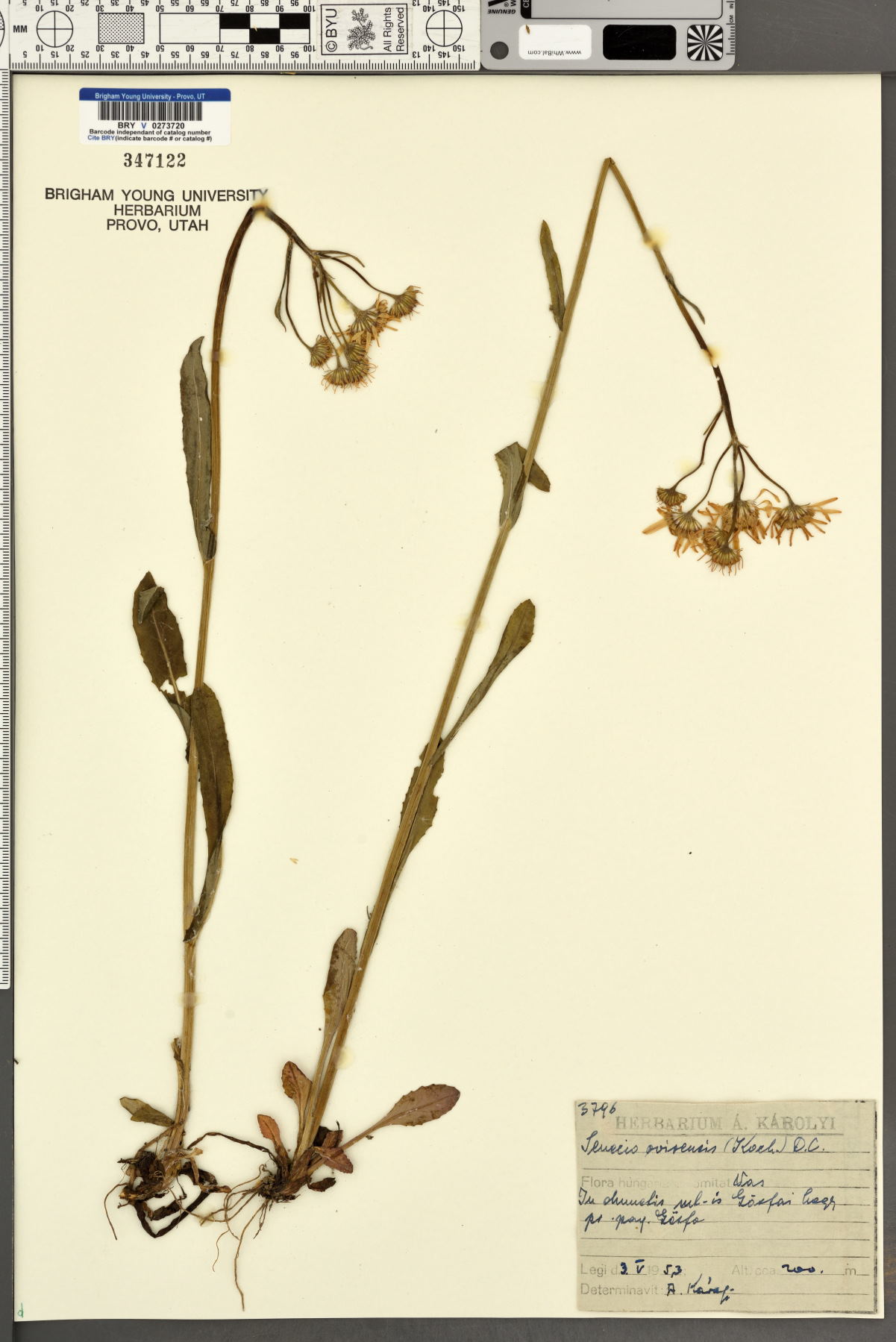 Tephroseris longifolia subsp. longifolia image