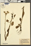 Tephroseris longifolia subsp. longifolia image