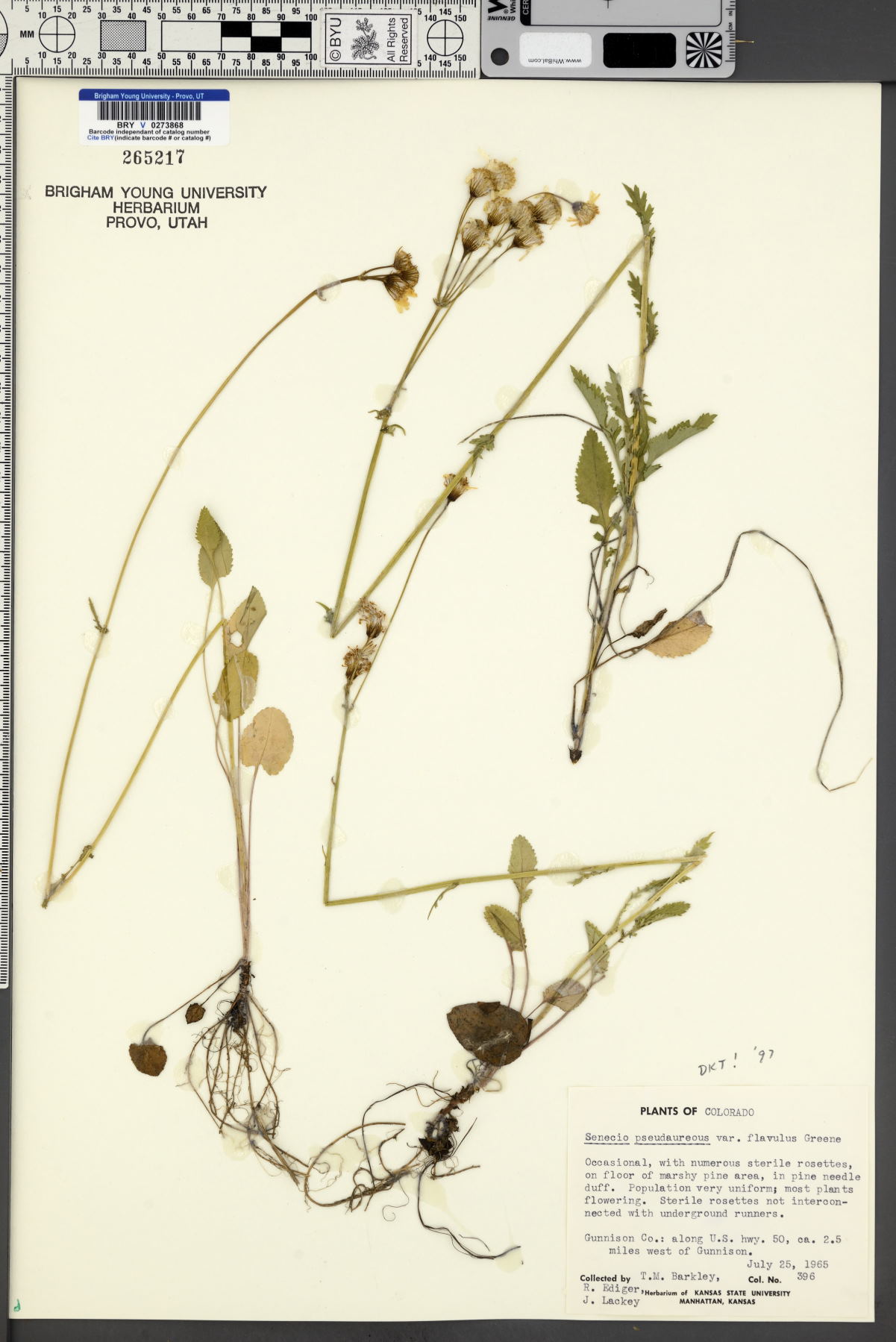 Packera pseudaurea var. flavula image