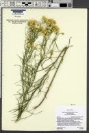 Senecio spartioides image