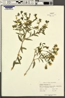 Barkleyanthus salicifolius image