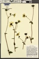 Silphium dentatum image