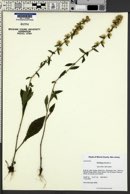 Solidago bicolor image