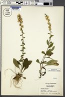 Solidago bicolor image