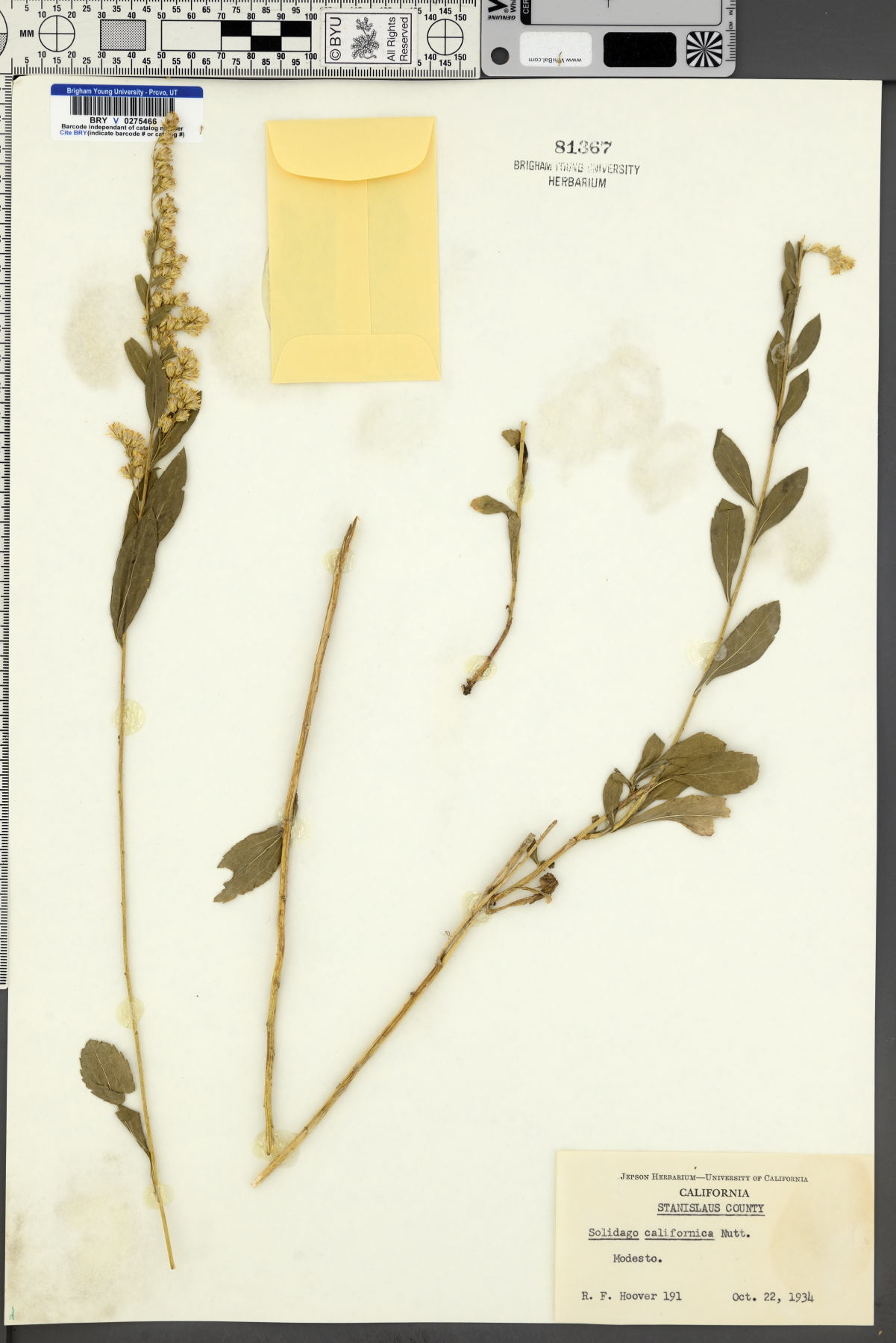 Solidago californica image