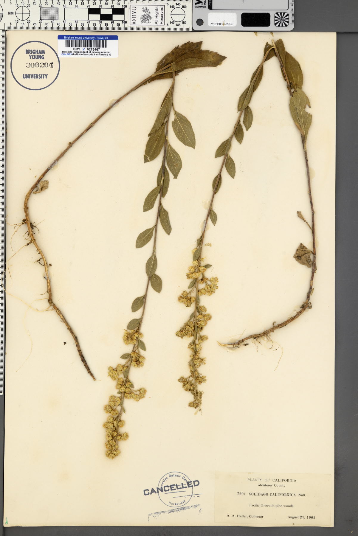 Solidago californica image