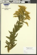 Solidago canadensis var. gilvocanescens image