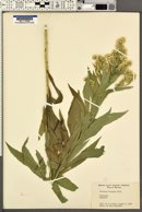 Solidago elongata image